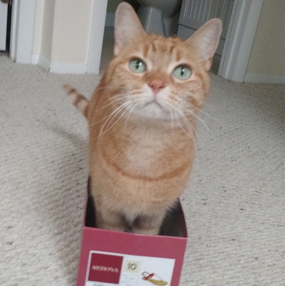 Meet your Posher Annique - Picture 1 of 5